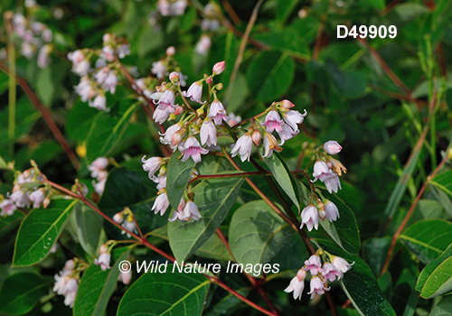 Apocynum androsaemifolium spreading dogbane